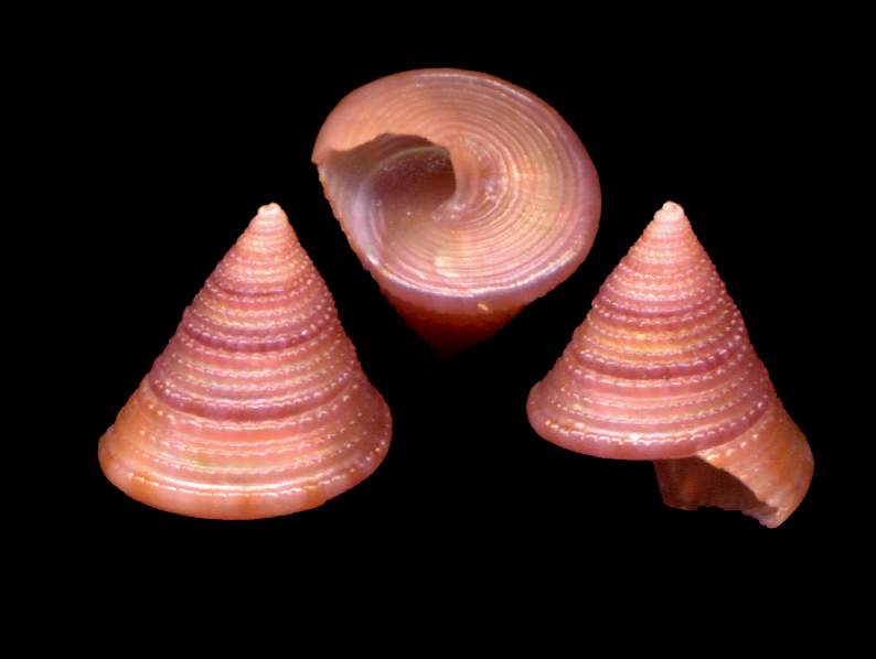 Calliostoma conolum viola & Raphitoma bicolor